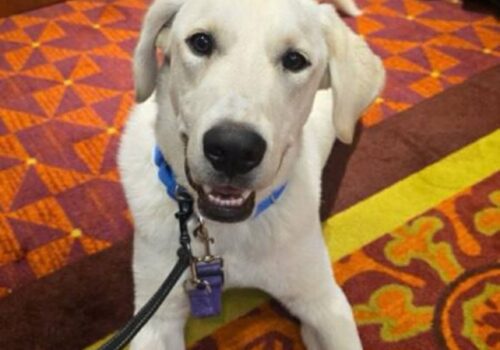 Ghost MTU #7 Therapy Dog